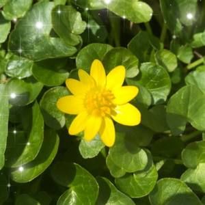 Meet your Posher, Shea